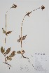  ( - CCDB-25898-C11)  @11 [ ] by (2022) Unspecified B.A. Bennett Herbarium (BABY)