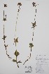  (Valeriana capitata - CCDB-25898-C12)  @11 [ ] by (2022) Unspecified B.A. Bennett Herbarium (BABY)