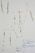  (Sphenopholis intermedia - CCDB-25898-D10)  @11 [ ] by (2022) Unspecified B.A. Bennett Herbarium (BABY)