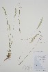  ( - CCDB-25898-D11)  @11 [ ] by (2022) Unspecified B.A. Bennett Herbarium (BABY)