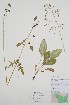  ( - CCDB-25898-D3)  @11 [ ] by (2022) Unspecified B.A. Bennett Herbarium (BABY)