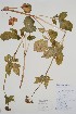  (Valeriana sitchensis - CCDB-25898-D4)  @11 [ ] by (2022) Unspecified B.A. Bennett Herbarium (BABY)