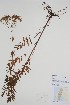  (Valeriana vulgaris - CCDB-25898-D5)  @11 [ ] by (2022) Unspecified B.A. Bennett Herbarium (BABY)