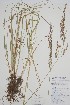  (Schedonorus - CCDB-25898-D6)  @11 [ ] by (2022) Unspecified B.A. Bennett Herbarium (BABY)