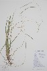  (Schizachne purpurascens - CCDB-25898-D8)  @11 [ ] by (2022) Unspecified B.A. Bennett Herbarium (BABY)