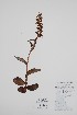  ( - CCDB-25898-F10)  @11 [ ] by (2022) Unspecified B.A. Bennett Herbarium (BABY)
