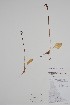  (Calypso - CCDB-25898-F6)  @11 [ ] by (2022) Unspecified B.A. Bennett Herbarium (BABY)