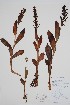  ( - CCDB-25898-F8)  @11 [ ] by (2022) Unspecified B.A. Bennett Herbarium (BABY)