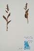  ( - CCDB-25898-F9)  @11 [ ] by (2022) Unspecified B.A. Bennett Herbarium (BABY)