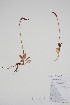  ( - CCDB-25898-G1)  @11 [ ] by (2022) Unspecified B.A. Bennett Herbarium (BABY)