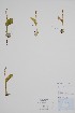  ( - CCDB-25898-G3)  @11 [ ] by (2022) Unspecified B.A. Bennett Herbarium (BABY)