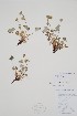  ( - CCDB-25898-H6)  @11 [ ] by (2022) Unspecified B.A. Bennett Herbarium (BABY)