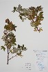  (Rosa acicularis - CCDB-25898-H8)  @11 [ ] by (2022) Unspecified B.A. Bennett Herbarium (BABY)