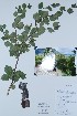  ( - BABY-09777)  @11 [ ] CreativeCommons  Attribution (Bruce A. Bennett) (2018) Unspecified B.A. Bennett Yukon Herbarium