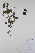  ( - BABY-03948)  @11 [ ] CreativeCommons  Attribution (Bruce A. Bennett) (2018) Unspecified B.A. Bennett Yukon Herbarium