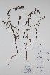  (Pedicularis parviflora - BABY-10526)  @11 [ ] CreativeCommons  Attribution (Bruce A. Bennett) (2018) Unspecified B.A. Bennett Yukon Herbarium
