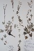  ( - BABY-10439)  @11 [ ] CreativeCommons  Attribution (Bruce A. Bennett) (2018) Unspecified B.A. Bennett Yukon Herbarium
