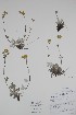  ( - BABY-10447)  @11 [ ] CreativeCommons  Attribution (Bruce A. Bennett) (2018) Unspecified B.A. Bennett Yukon Herbarium