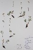  ( - BABY-10521)  @11 [ ] CreativeCommons  Attribution (Bruce A. Bennett) (2018) Unspecified B.A. Bennett Yukon Herbarium
