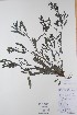  (Pedicularis labradorica - BABY-10195)  @11 [ ] CreativeCommons  Attribution (Bruce A. Bennett) (2018) Unspecified B.A. Bennett Yukon Herbarium
