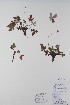  (Potentilla rubricaulis - BABY-10519)  @11 [ ] CreativeCommons  Attribution (Bruce A. Bennett) (2018) Unspecified B.A. Bennett Yukon Herbarium