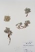  (Phlox caespitosa - BABY-04102)  @11 [ ] CreativeCommons - Attribution (2020) Unspecified B.A. Bennett Herbarium (BABY)