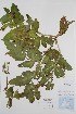  (Angelica atropurpurea - BABY-11089)  @11 [ ] CreativeCommons - Attribution (2020) Unspecified B.A. Bennett Herbarium (BABY)