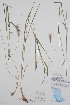  (Hordeum brachyantherum x jubatum subsp. intermedium - BABY-11496)  @11 [ ] by (2020) Unspecified B.A. Bennett Herbarium (BABY)