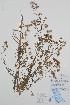  ( - BABY-11505)  @11 [ ] by (2020) Unspecified B.A. Bennett Herbarium (BABY)