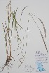 (x Elyhordeum stebbinsianum - BABY-11514)  @11 [ ] by (2020) Unspecified B.A. Bennett Herbarium (BABY)
