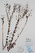  ( - BABY-11507)  @11 [ ] by (2020) Unspecified B.A. Bennett Herbarium (BABY)