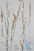  (x Elyleymus repens x x Elyleymus mollis - BABY-11509)  @11 [ ] by (2020) Unspecified B.A. Bennett Herbarium (BABY)