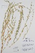  ( - BABY-11518)  @11 [ ] by (2020) Unspecified B.A. Bennett Herbarium (BABY)