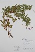  ( - BABY-09489)  @11 [ ] by (2020) Unspecified B.A. Bennett Herbarium (BABY)