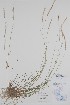  (x Elyhordeum - BABY-10513)  @11 [ ] by (2020) Unspecified B.A. Bennett Herbarium (BABY)