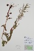  (Epilobium glandulosum - BABY-08313)  @11 [ ] by (2020) Unspecified B.A. Bennett Herbarium (BABY)