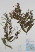  ( - BABY-08034)  @11 [ ] by (2020) Unspecified B.A. Bennett Herbarium (BABY)