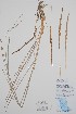  ( - BABY-11534)  @11 [ ] by (2020) Unspecified B.A. Bennett Herbarium (BABY)
