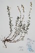  ( - CCDB-42644-B12)  @11 [ ] by (2023) Unspecified B.A. Bennett Herbarium (BABY)