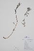  ( - CCDB-42644-C1)  @11 [ ] by (2023) Unspecified B.A. Bennett Herbarium (BABY)