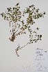  ( - CCDB-42644-C10)  @11 [ ] by (2023) Unspecified B.A. Bennett Herbarium (BABY)