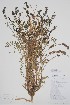  ( - CCDB-42644-C8)  @11 [ ] by (2023) Unspecified B.A. Bennett Herbarium (BABY)