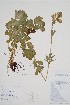  (Drymocallis convallaria - CCDB-42644-E1)  @11 [ ] by (2023) Unspecified B.A. Bennett Herbarium (BABY)