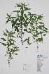 (Parietaria pensylvanica - CCDB-42644-E4)  @11 [ ] by (2023) Unspecified B.A. Bennett Herbarium (BABY)