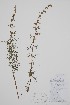  ( - CCDB-42644-E5)  @11 [ ] by (2023) Unspecified B.A. Bennett Herbarium (BABY)