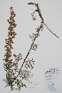  ( - CCDB-42644-E8)  @11 [ ] by (2023) Unspecified B.A. Bennett Herbarium (BABY)