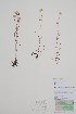  ( - CCDB-42644-F10)  @11 [ ] by (2023) Unspecified B.A. Bennett Herbarium (BABY)