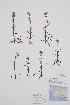  ( - CCDB-42644-F11)  @11 [ ] by (2023) Unspecified B.A. Bennett Herbarium (BABY)