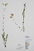 ( - CCDB-42644-F7)  @11 [ ] by (2023) Unspecified B.A. Bennett Herbarium (BABY)