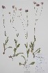  ( - CCDB-42644-F9)  @11 [ ] by (2023) Unspecified B.A. Bennett Herbarium (BABY)